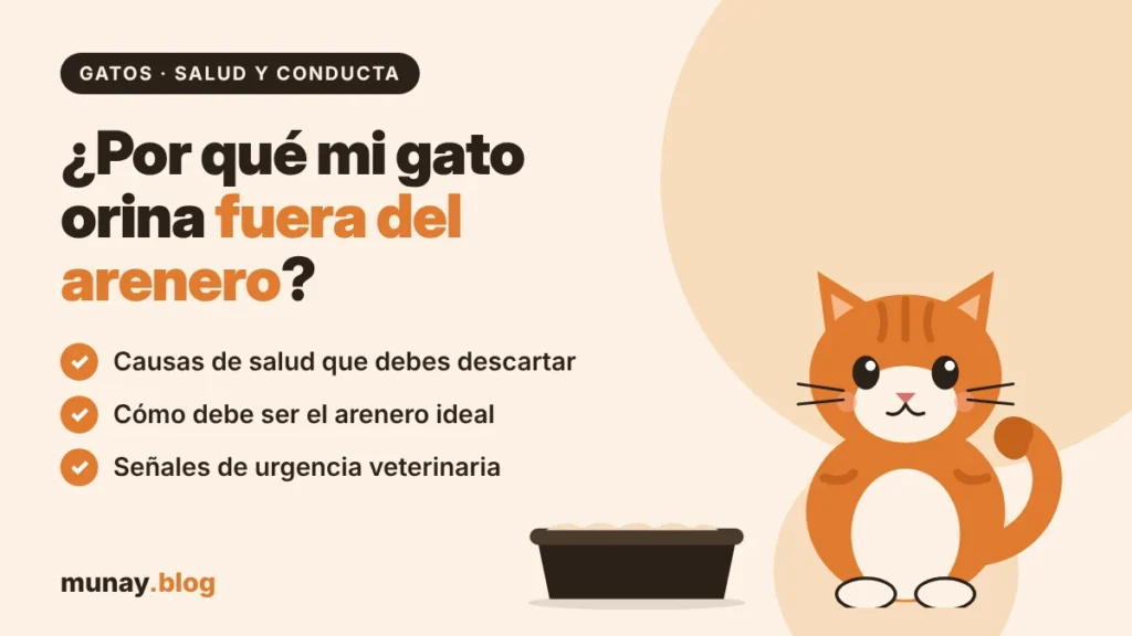 ¿Por qué mi gato orina fuera del arenero?