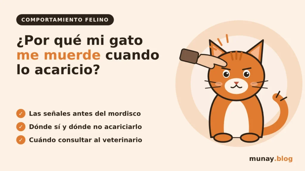 ¿Por qué mi gato me muerde cuando lo acaricio?
