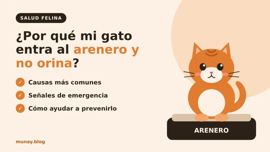 ¿Por qué mi gato entra al arenero y no orina?
