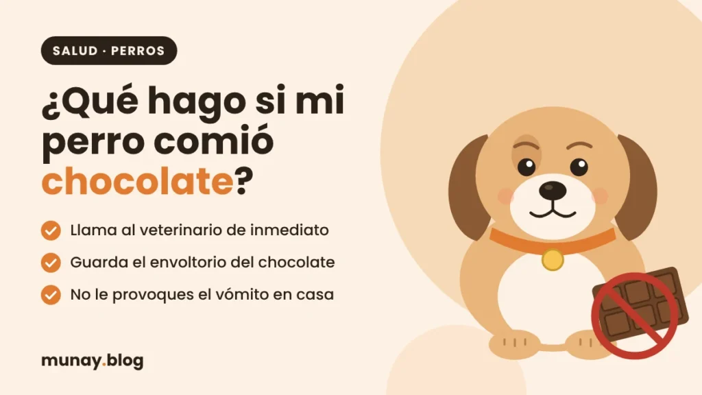 ¿Qué hago si mi perro comió chocolate?